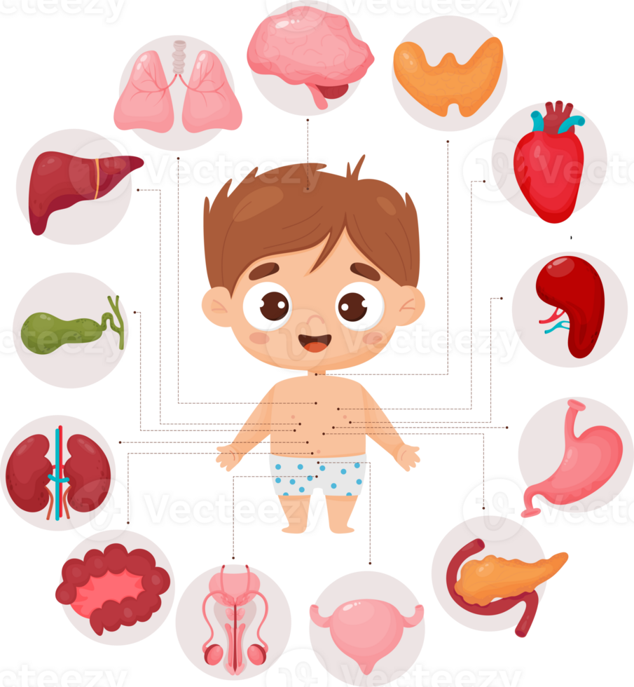 anatomie. intern mannetje organen png