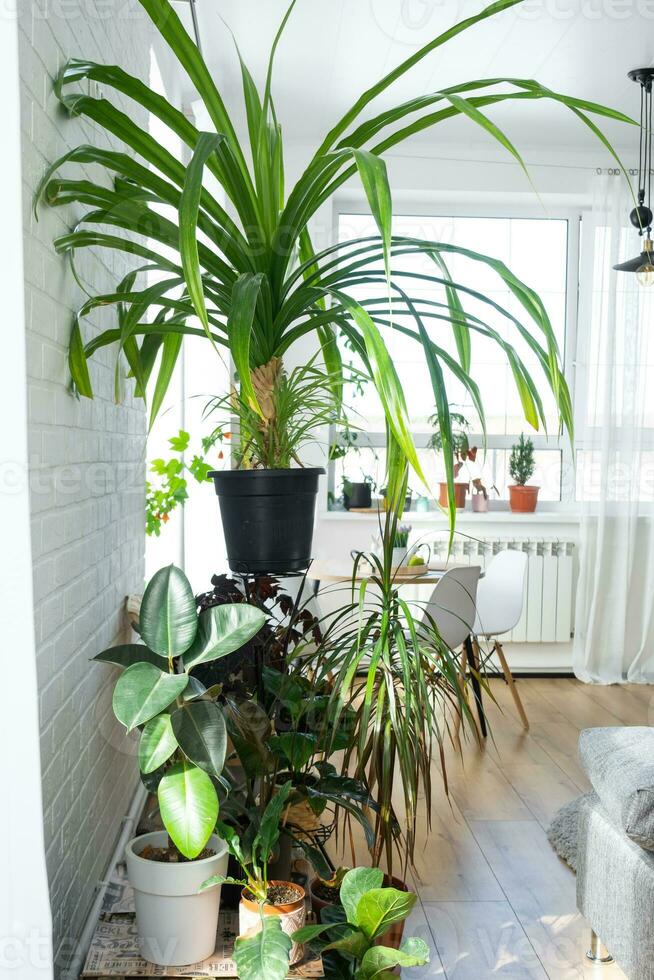 Shelving with a group of indoor plants in the interior. Houseplant Growing and caring for indoor plant, green home photo