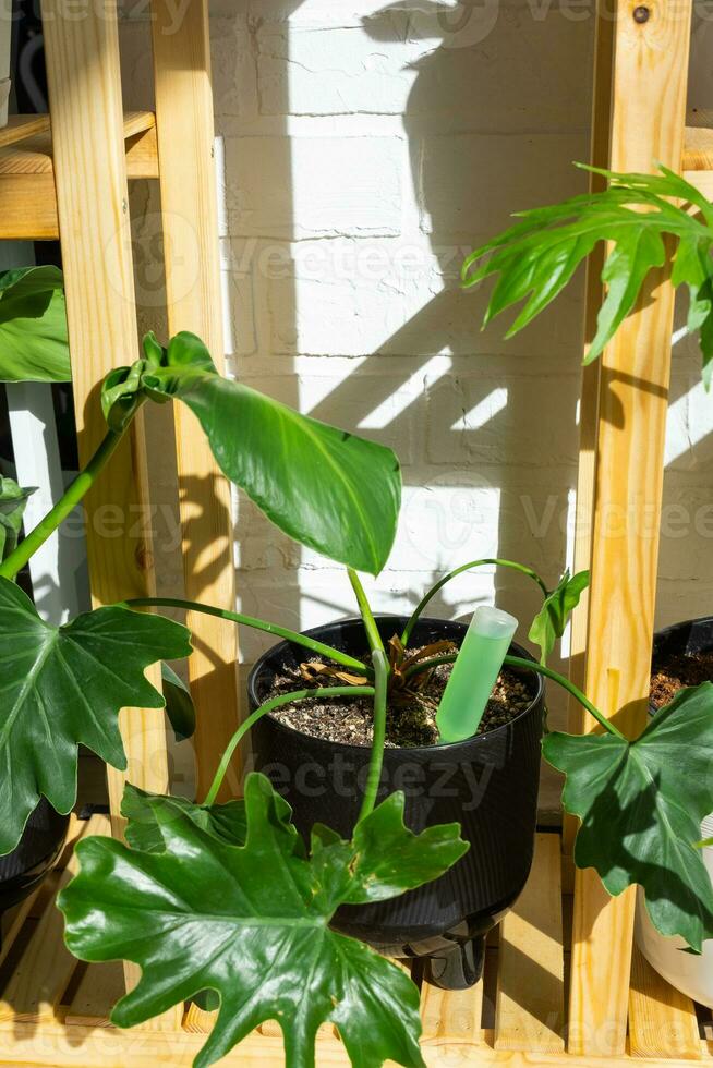 Drip fertilizer for potted plants, stimulator of development, growth acceleration, home plant care. A bottle of liquid is inserted into the soil in a pot. Home crop production photo