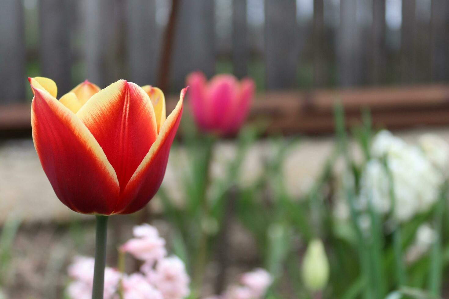 Thread of a mixed-color tulip. This tulip has both yellow and red patterns on it photo