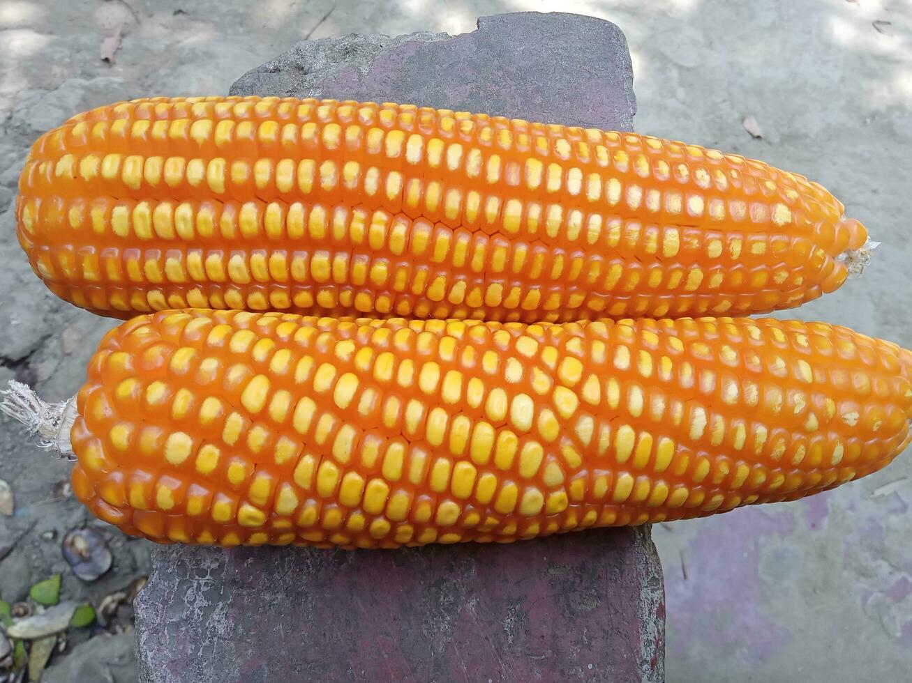 Flint corn,fruit food, vegetable photo