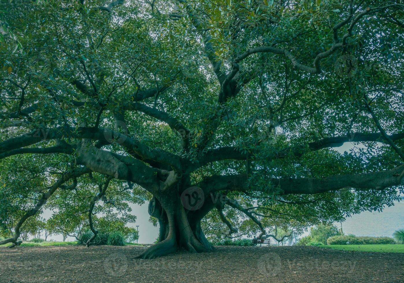 big tree in the park, outdoor activities concept, Fig tree and unrecognition people sitting on bench under the shade of green leaves,leaf, foliage. photo