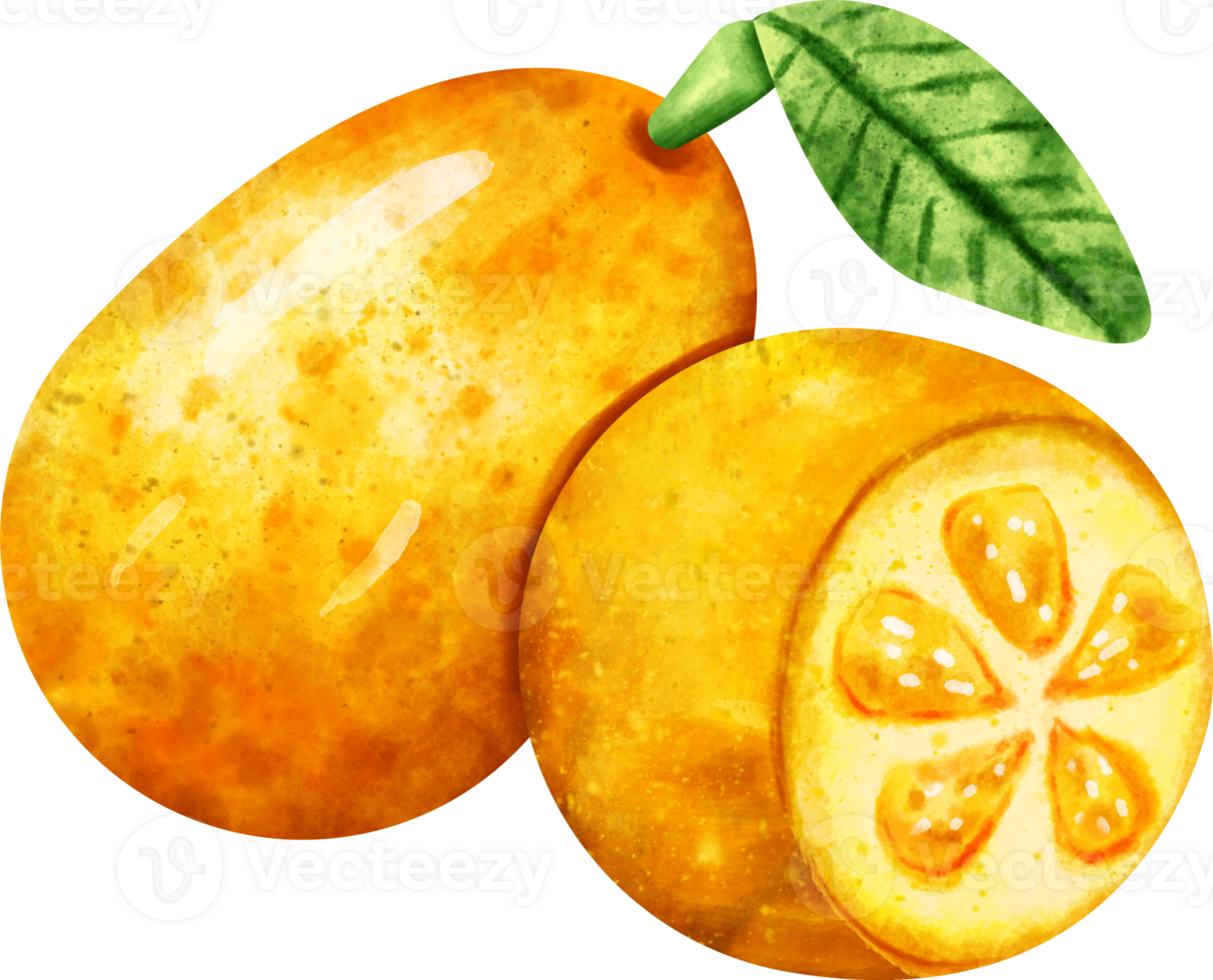 watercolor Kumquate fruit png