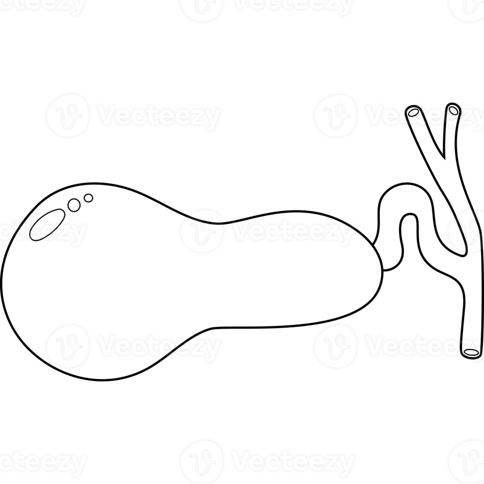 Gallbladder. Human organ. line drawing png