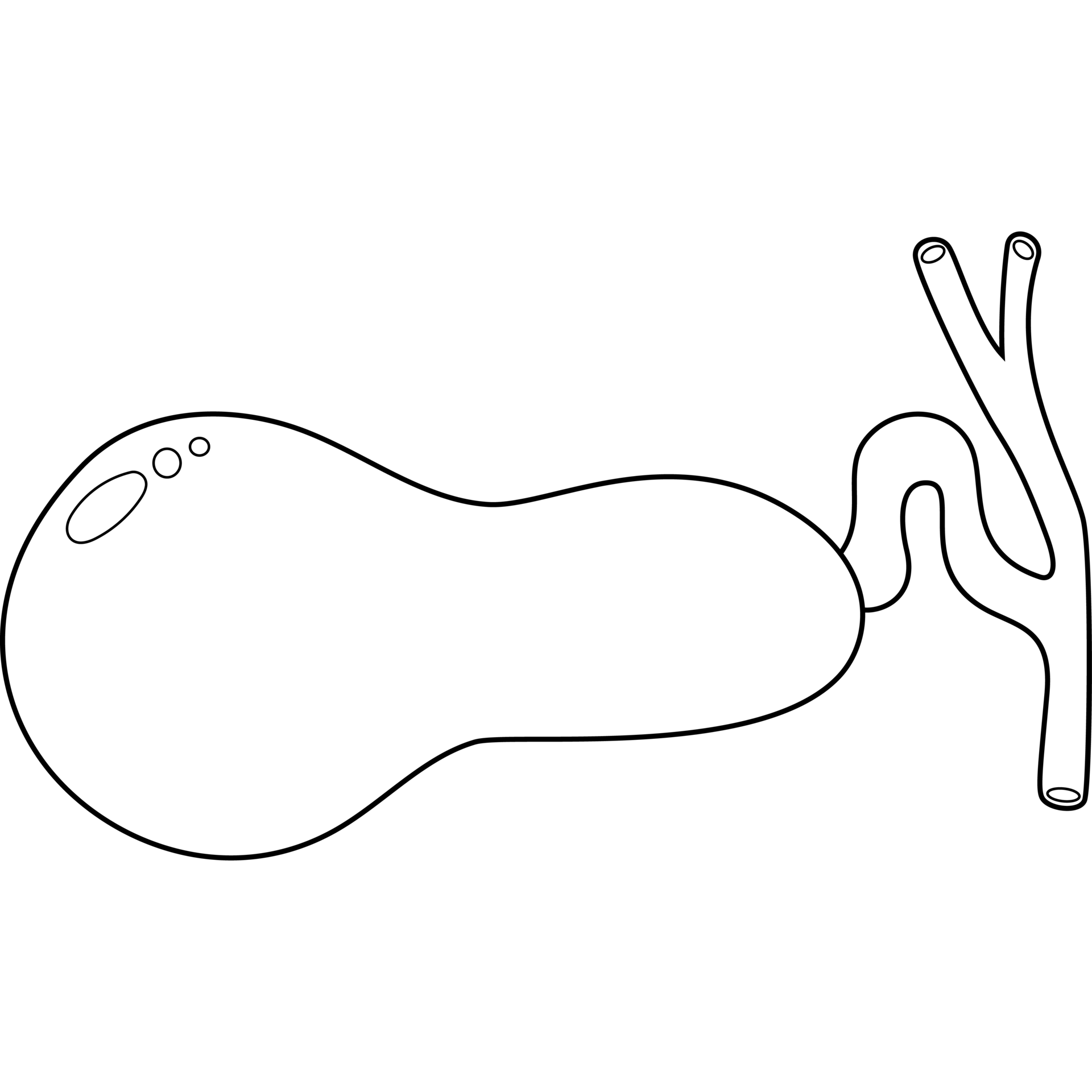 Gallbladder Human Organ Line Drawing 23581523 PNG gallbladder-human-organ-line-drawing-23581523-png