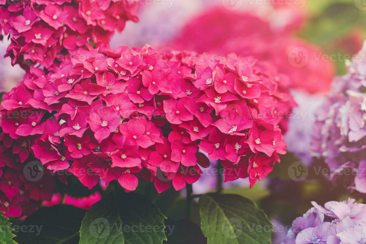 Blooming pink hydrangea or hortensia, copy space photo