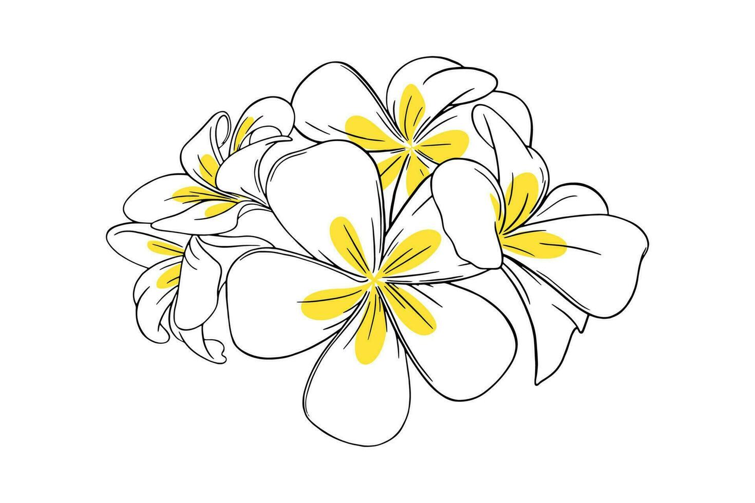 Frangipani or plumeria tropical flower for leis. Hand drawn frangipani with yellow petals isolated in white background. Outline vector illustration