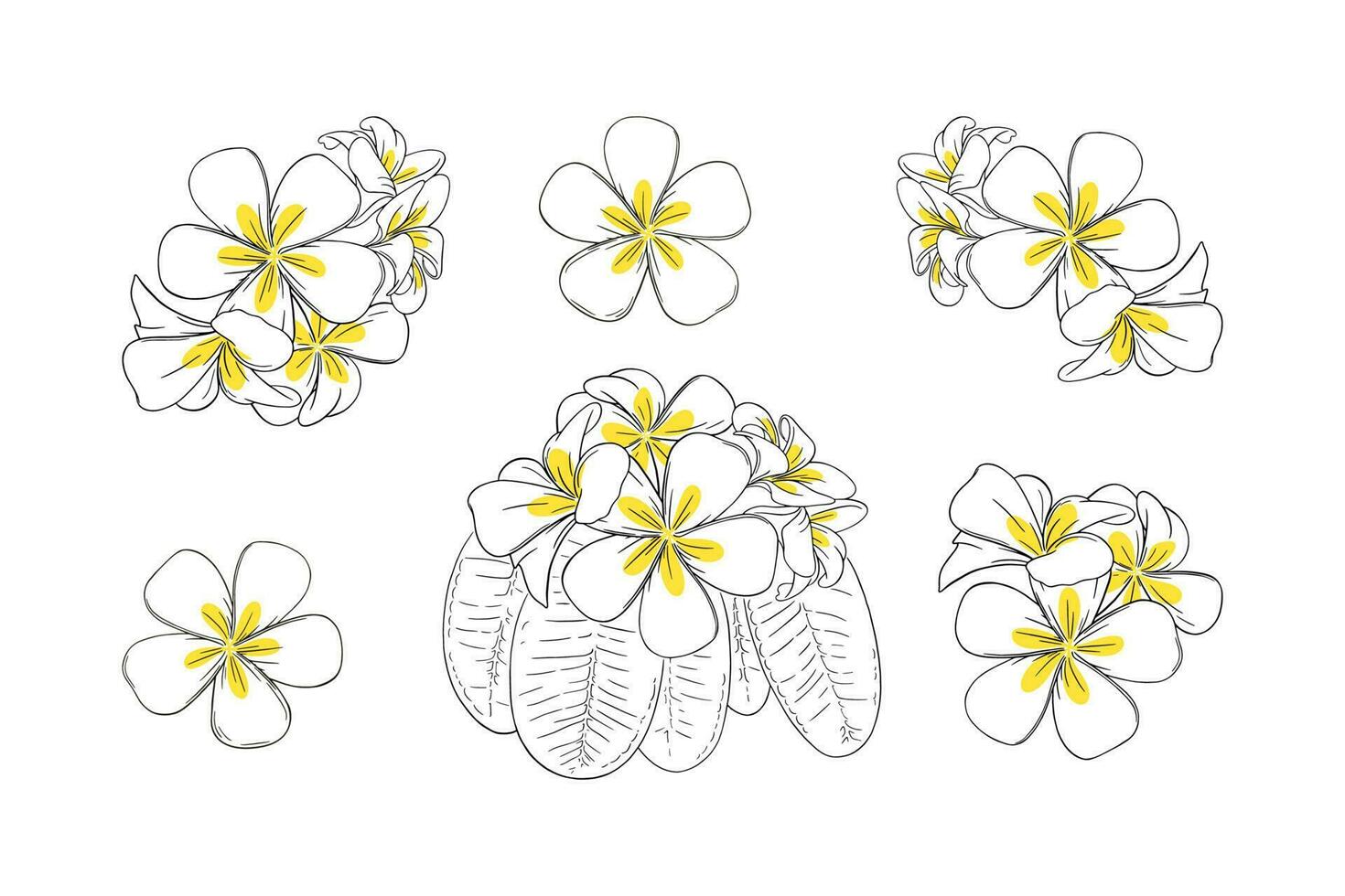 Frangipani or plumeria tropical flower for leis. Hand drawn frangipani with yellow petals isolated in white background. Outline vector illustration