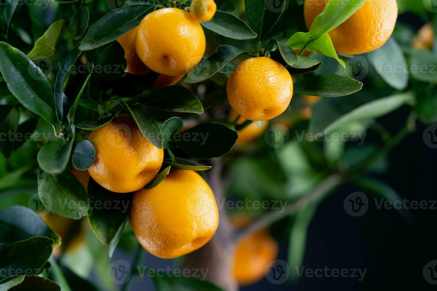 The Calamondin Orange nitro fortunella macrocarpa is a hybrid of mandarin an cumquat photo