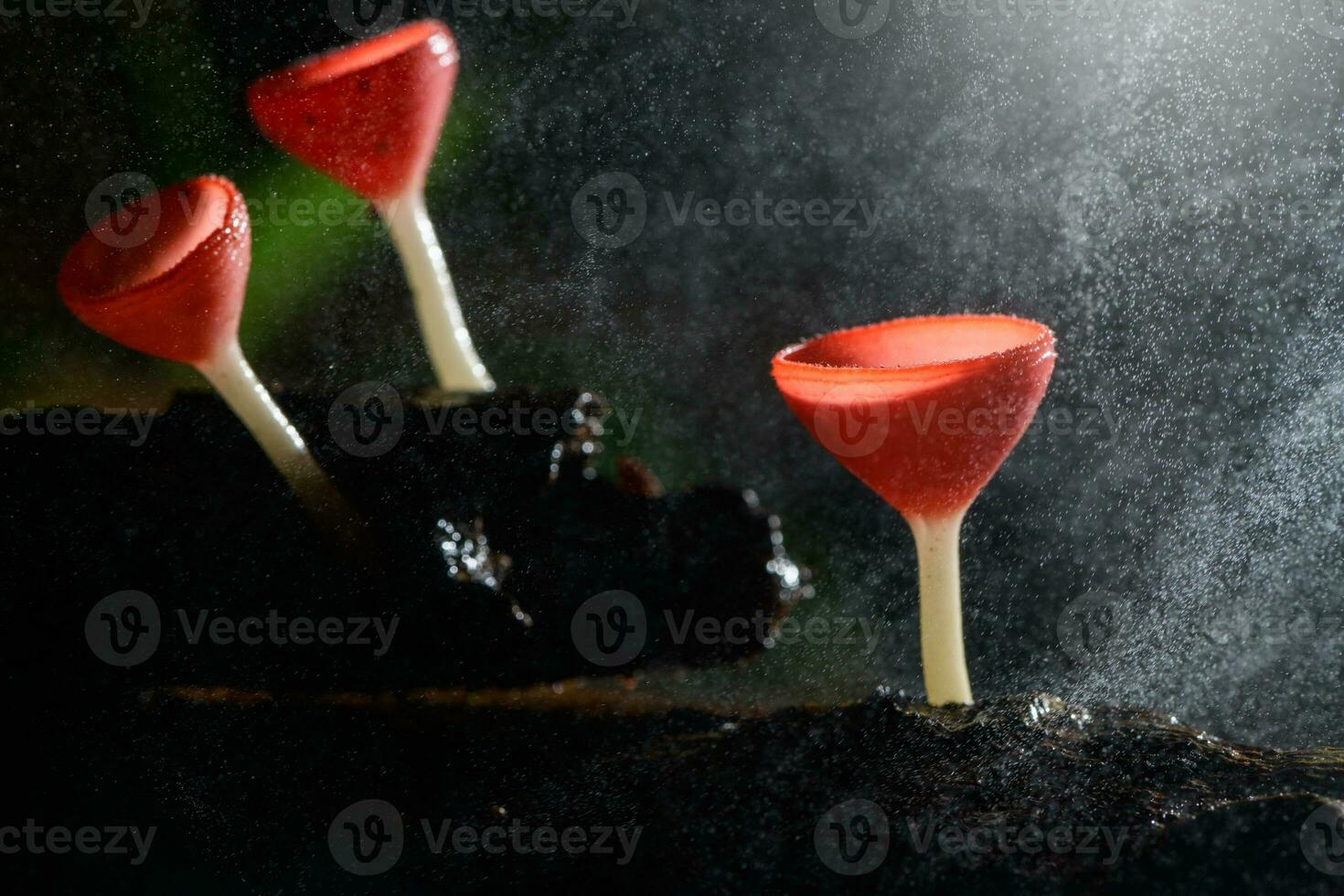 Fungi cup red Mushroom Champagne Cup or Pink burn cup, photo