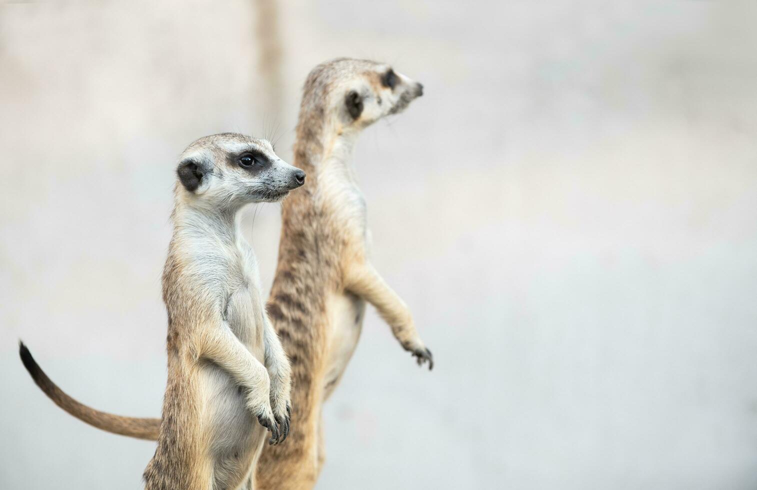 Meerkat Suricata suricatta, African native animal, photo