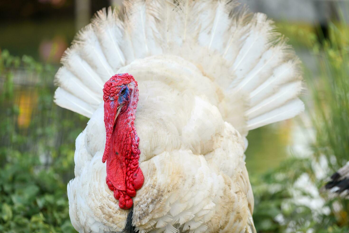 White turkey at farm. colorful red wattle and snood, photo