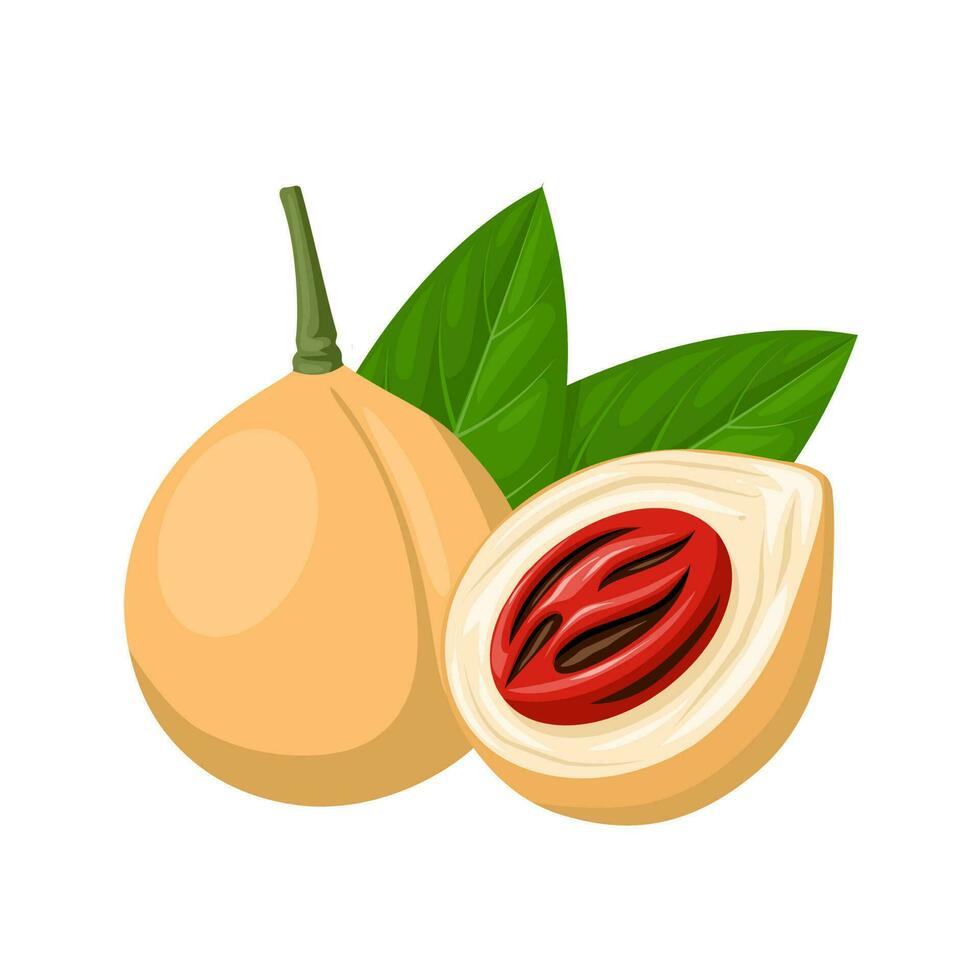 Vector illustration, nutmeg fruit or Myristica fragrans,isolate on a white background.