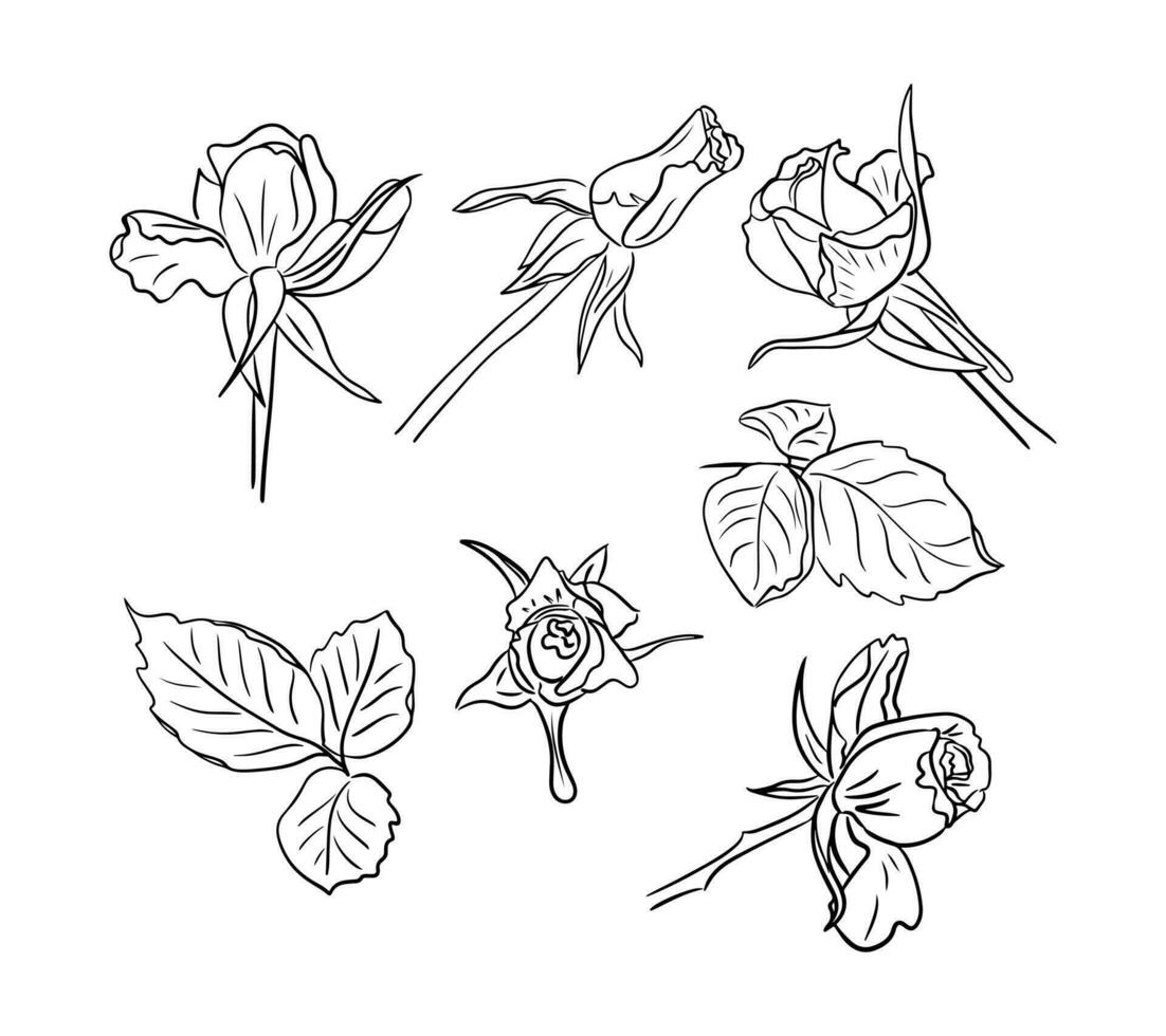 Vector set of hand drawn roses. Vector sketch illustration. Black flowers and leaves isolated on white background. Can be used for coloring pages, as tatoo, pattern, background, wrapping paper