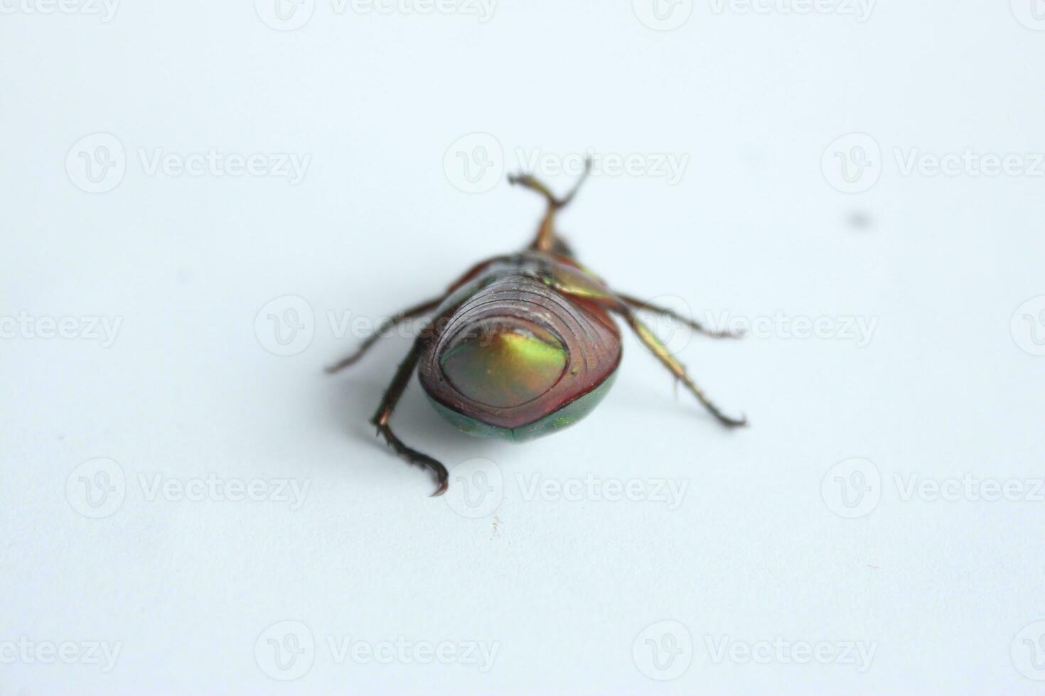 Macro shot of a beetle, Image of bug on the ground. Insect Animal.Cetonia aurata on a white background in the wild. photo