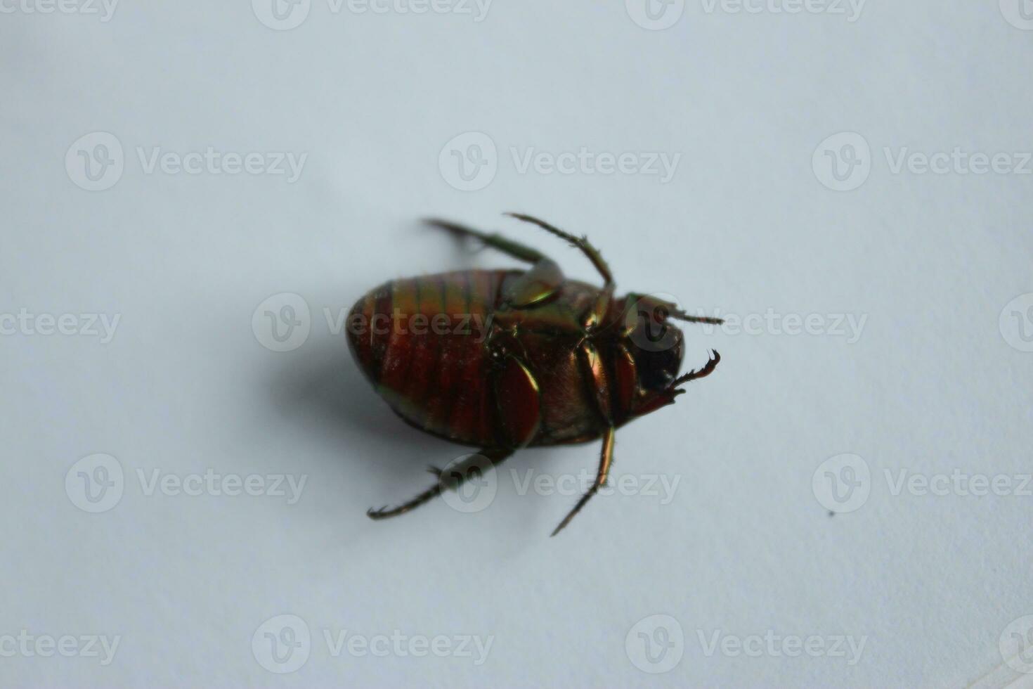 Macro shot of a beetle, Image of bug on the ground. Insect Animal.Cetonia aurata on a white background in the wild. photo