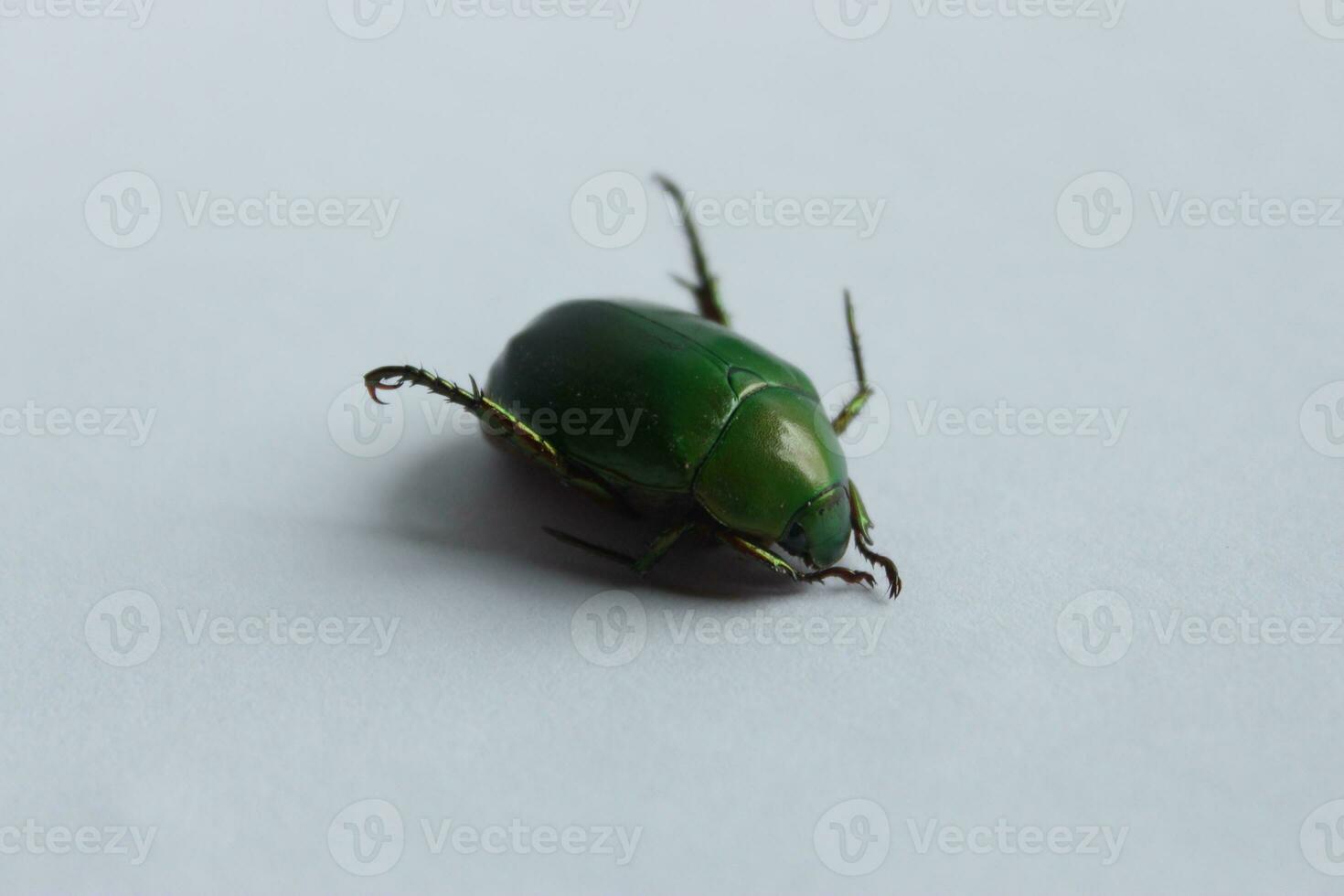 Macro shot of a beetle, Image of bug on the ground. Insect Animal.Cetonia aurata on a white background in the wild. photo