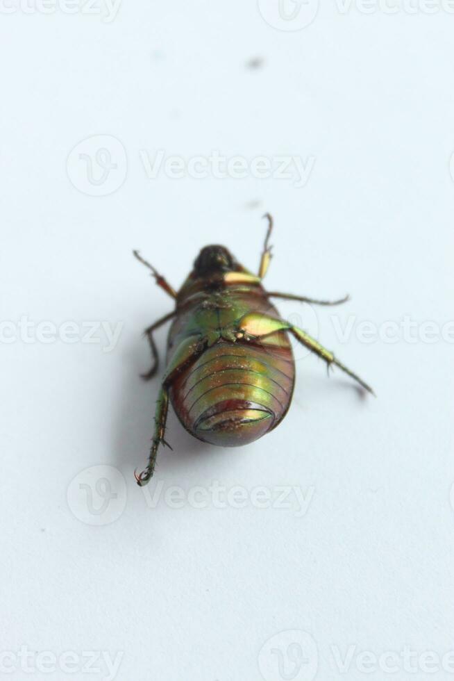 Macro shot of a beetle, Image of bug on the ground. Insect Animal.Cetonia aurata on a white background in the wild. photo