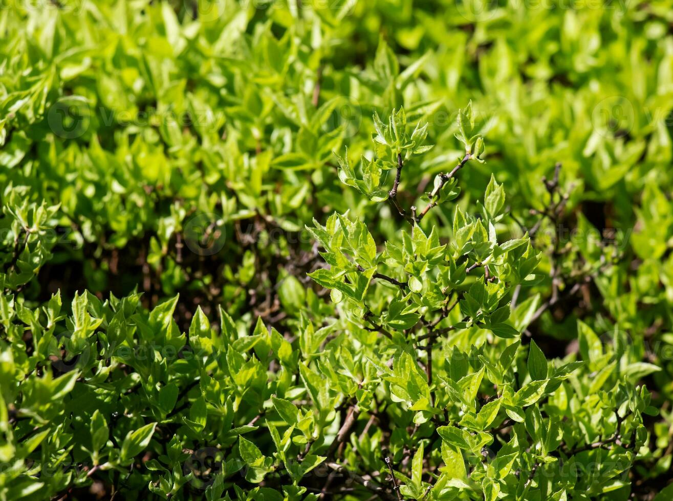 Jasmine bush in spring. The first green leaves on the branches of the plant. The Latin name is Philadelphus lemoine or Philadelphus L. photo