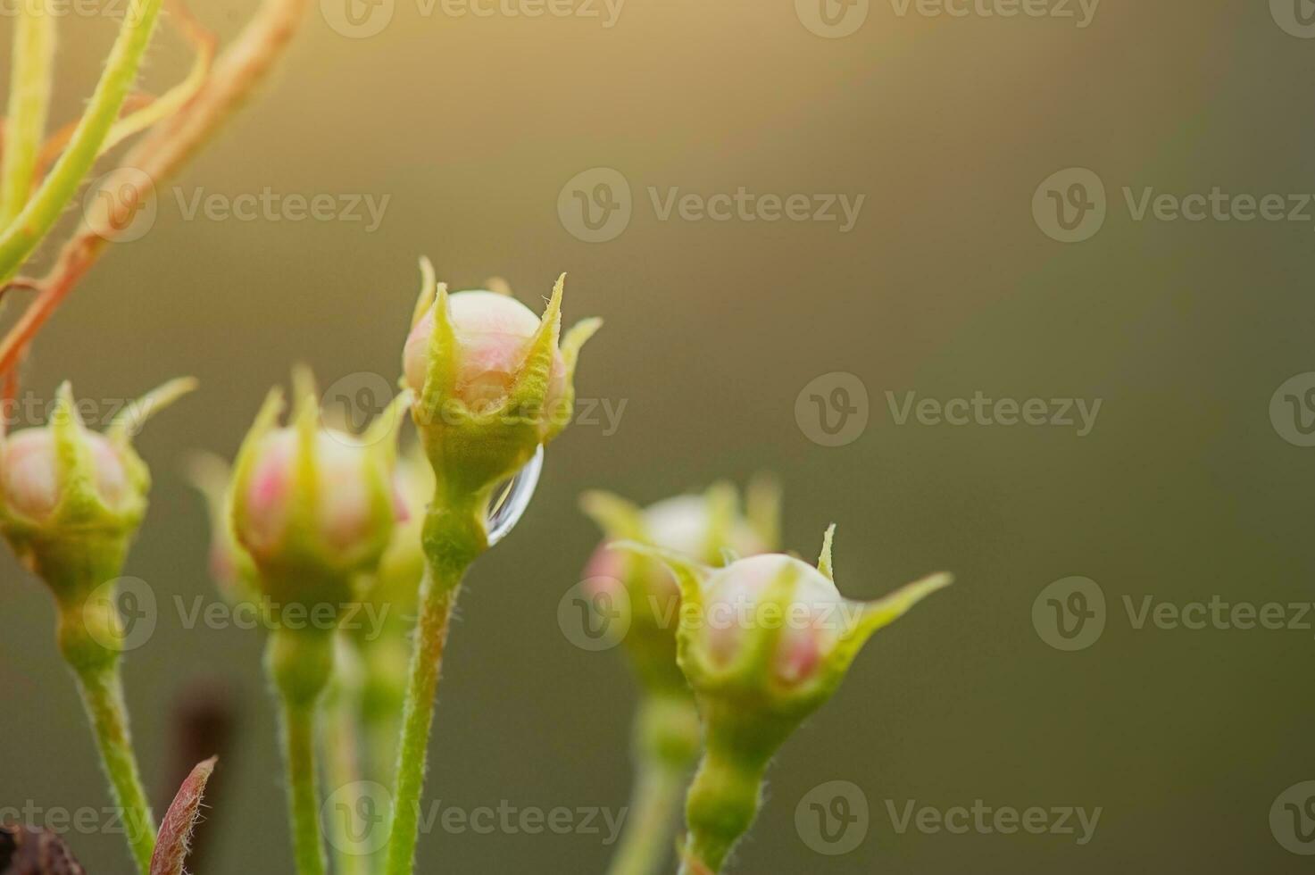 Pear flower bud on a tree in sunny weather. Spring has come, trees are blooming. photo