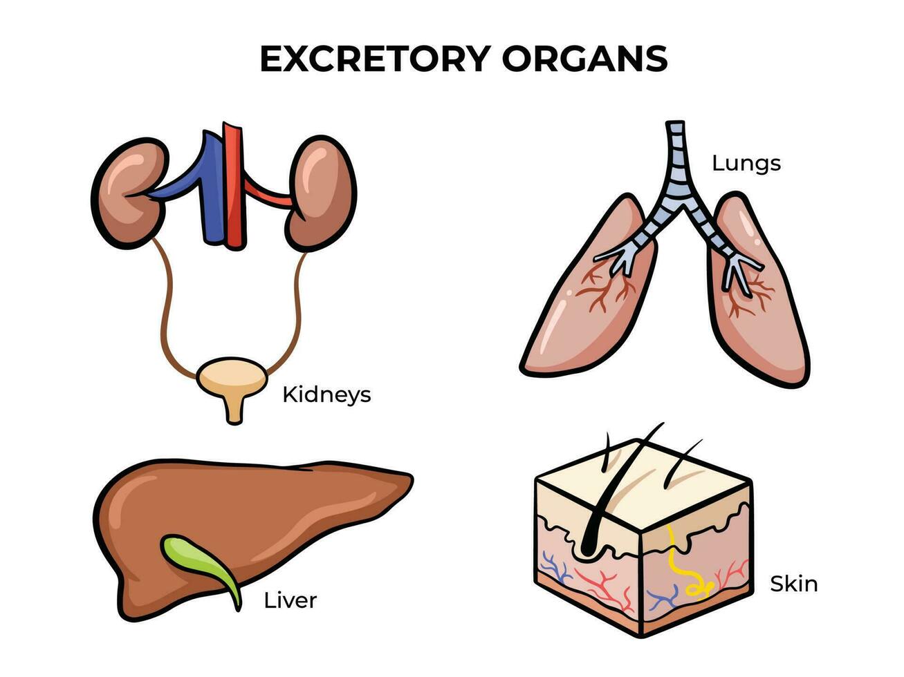 Human excretory organs with kidneys, lungs, liver, and skin vector illustration isolated on white template. Medical and health themed vector drawing with outlined cartoon art style.