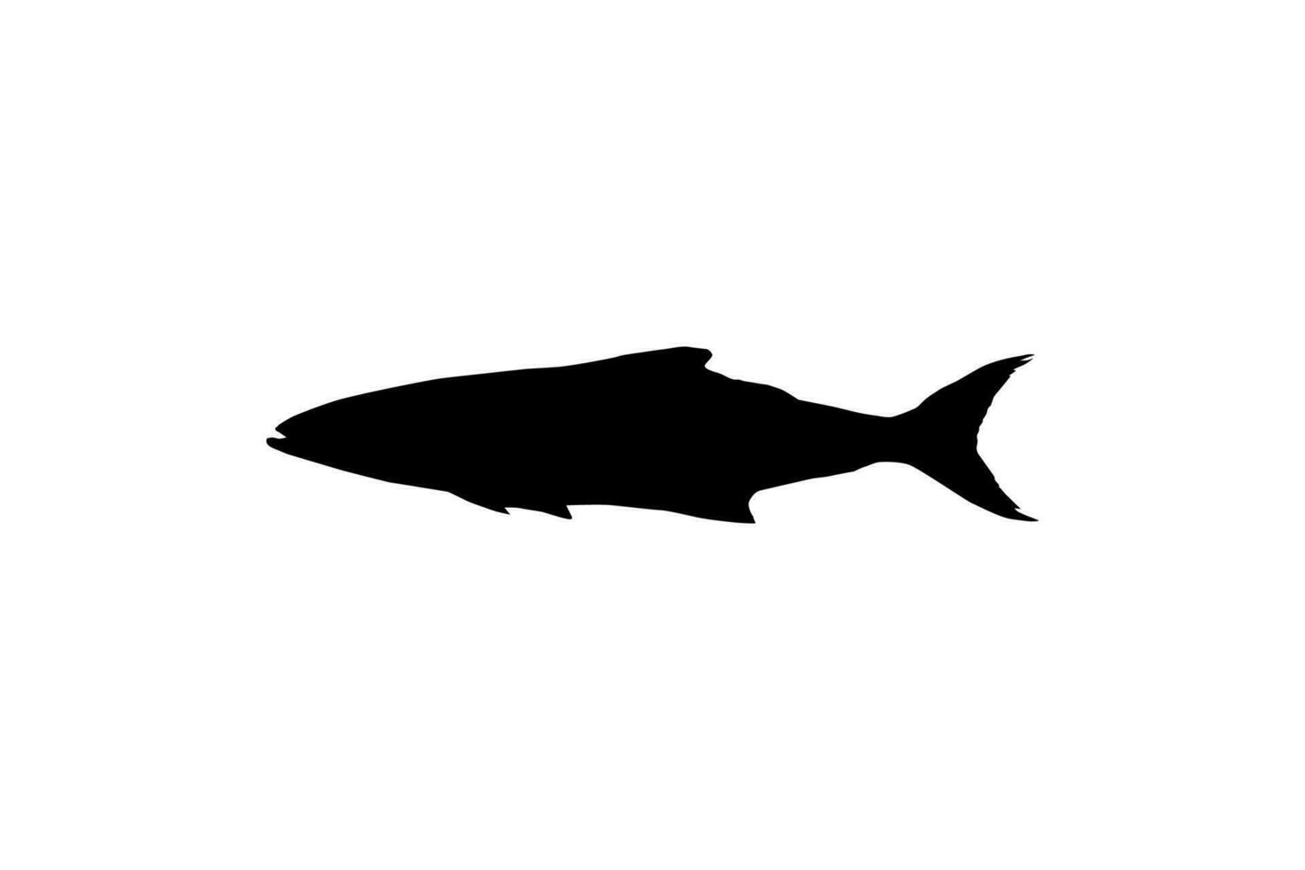Cobia Fish Silhouette, also known as black kingfish, black salmon, ling, lemonfish, crabeater, prodigal son, codfish, and black bonito. Vector Illustration
