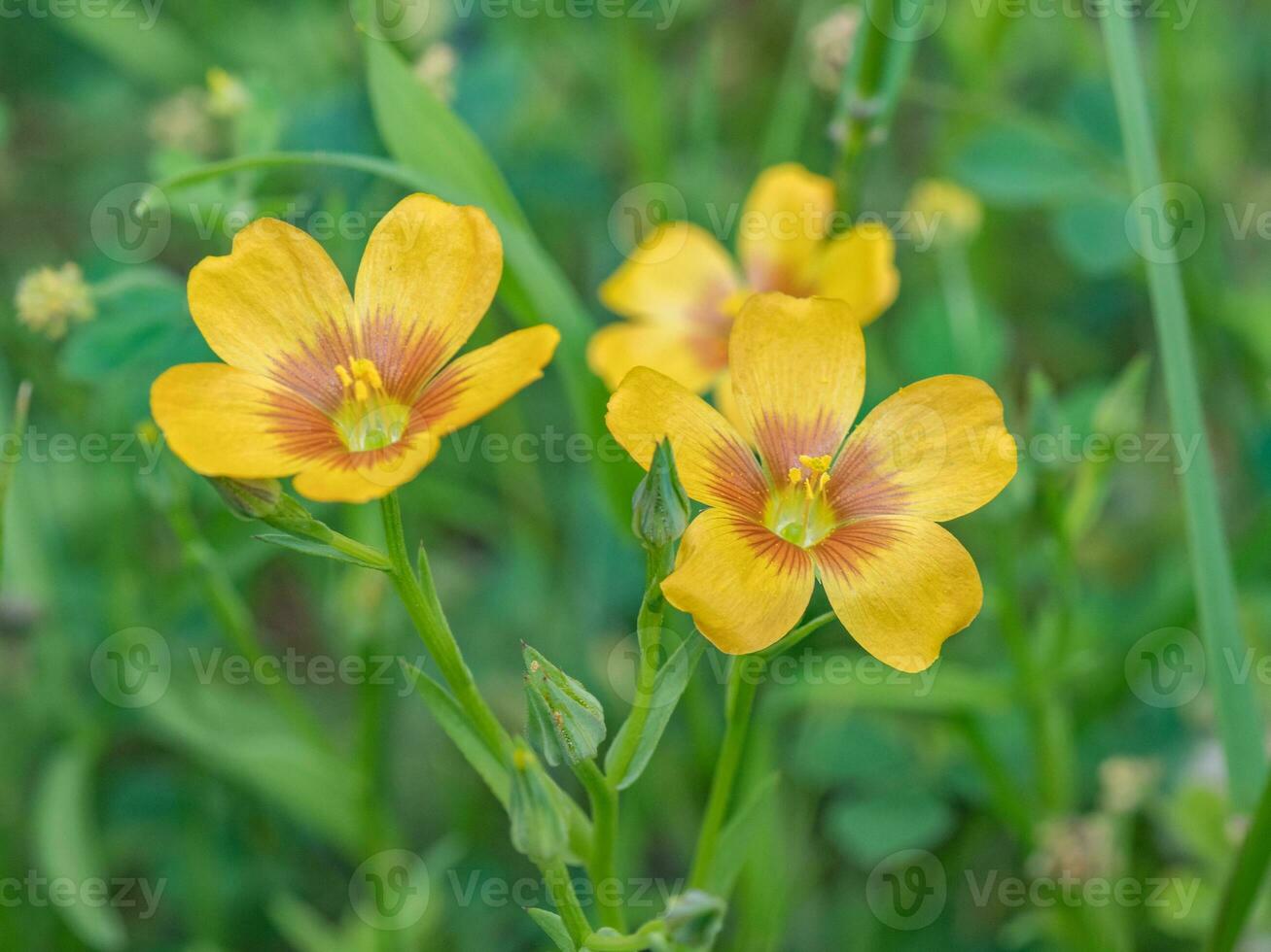 The bright yellow and red blooms of tufted flax. photo