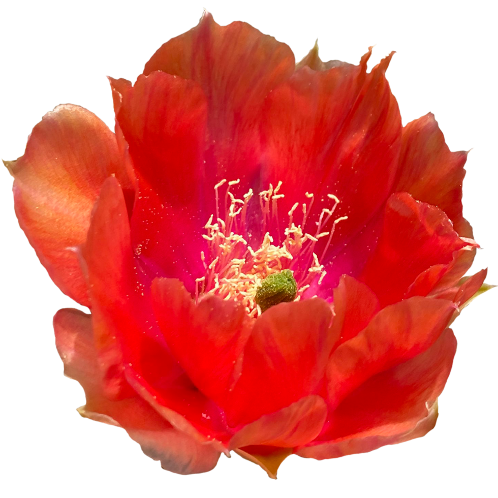 opuntia aciculata flores png