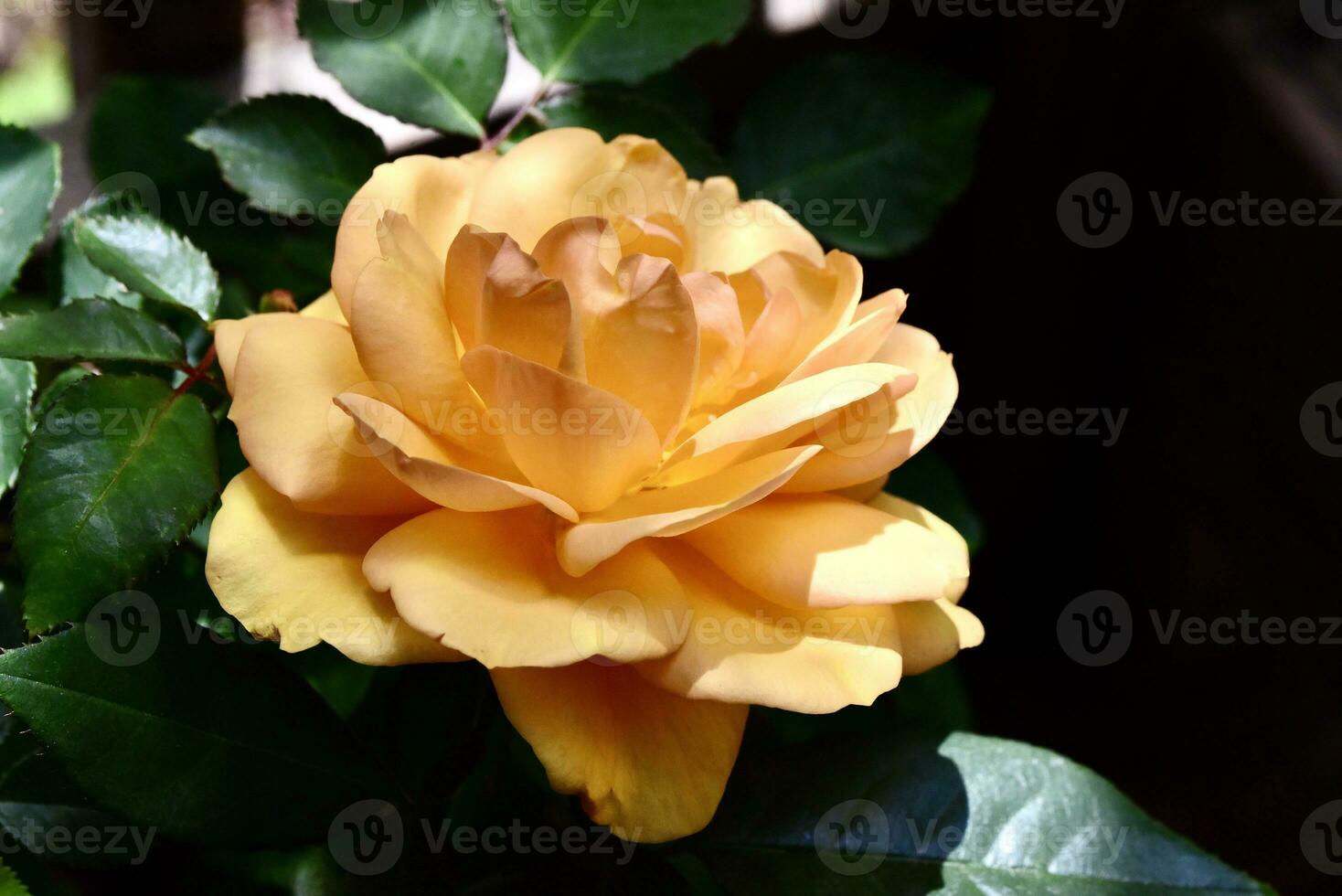 Grandiflora rose 'South Africa' in the sun photo