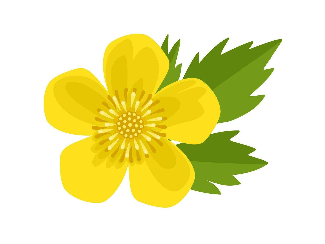 Vector illustration, buttercups flower or Ranunculus eschscholtzii, isolated on white background.