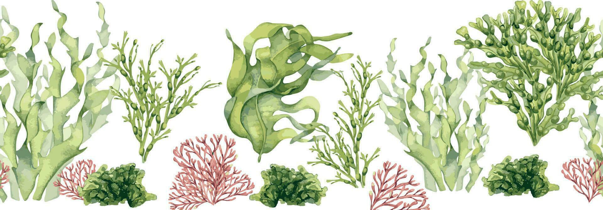 Seamless board of green sea plants watercolor illustration isolated on white. Laminaria, sea salad, ulva, dulse hand drawn. Design element for package, label, advertising, wrapping, marine collection vector