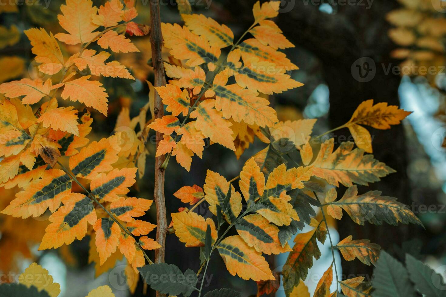 autmn naranja y verde árbol hojas foto