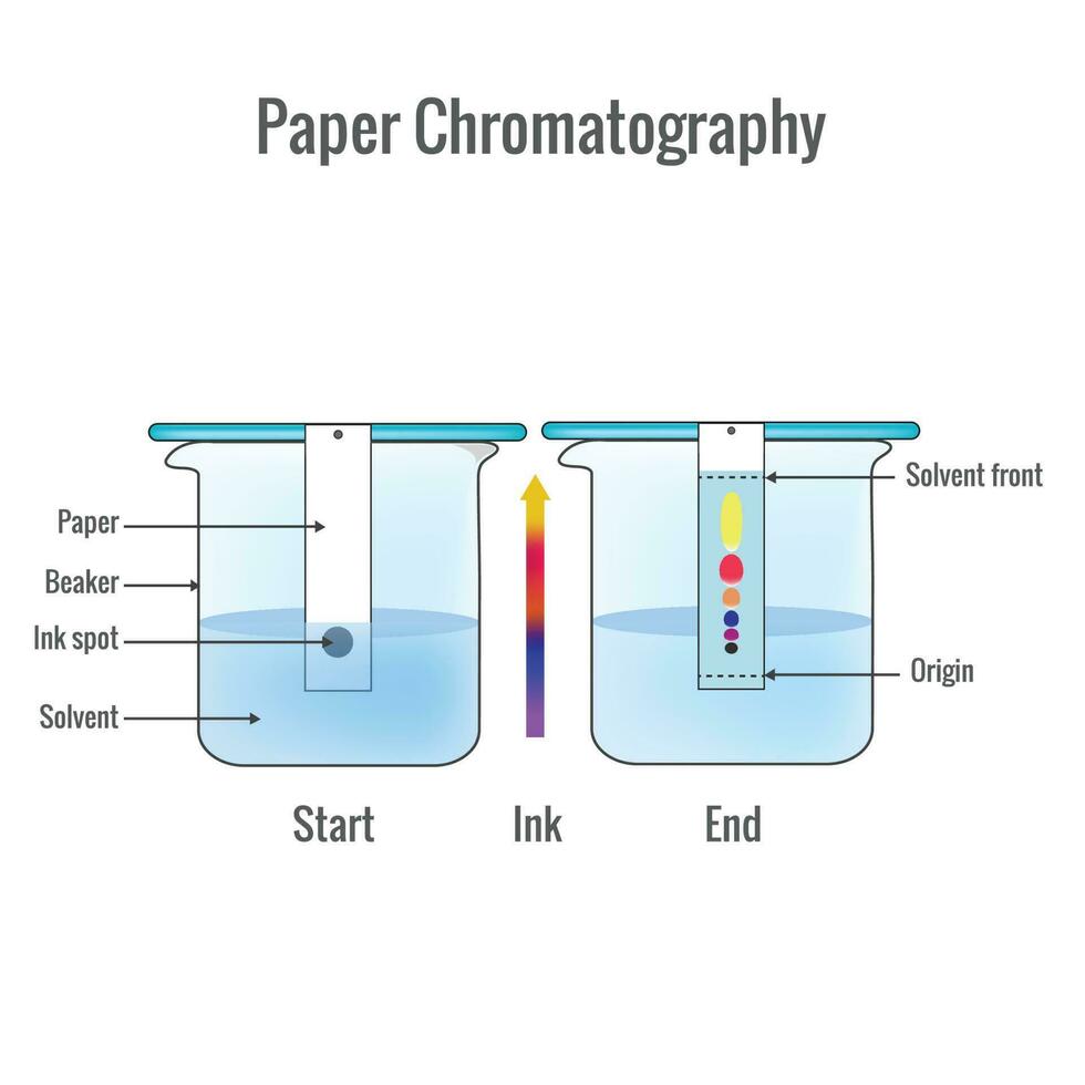Paper chromatography analytical method for the separation of a mixture into its individual