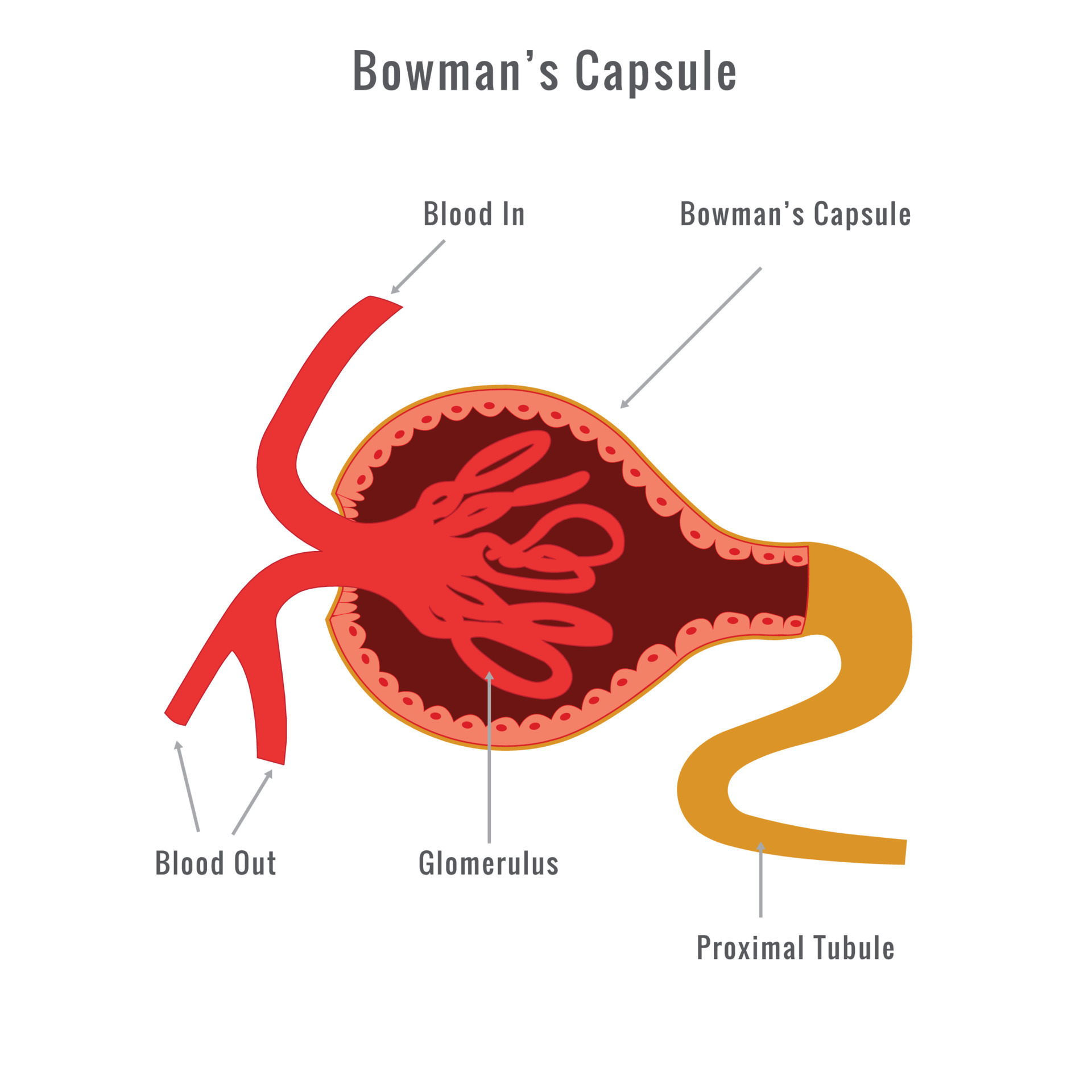 Bowman capsule vector image, Glomerulus Bowman's capsule 23587360