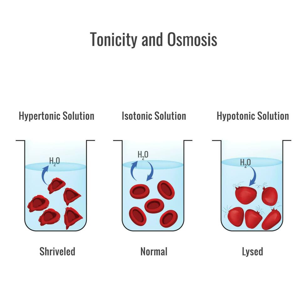 Effects of hypertonic, hypotonic and istonic solutions to red blood cells vector