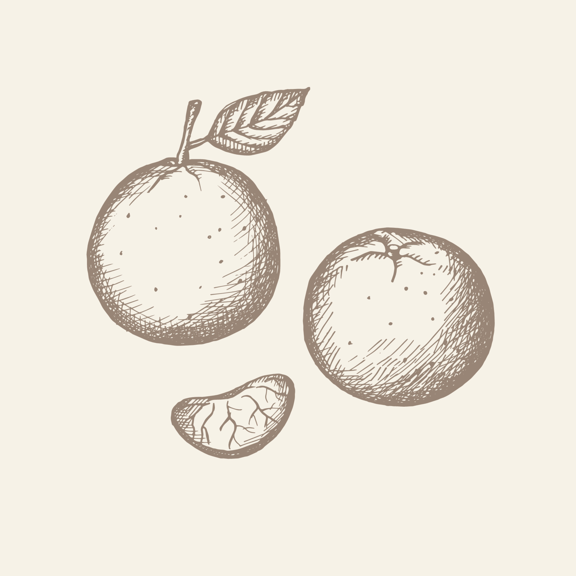 https://static.vecteezy.com/system/resources/previews/023/587/538/original/drawn-tangerine-clementine-vintage-style-color-illustration-of-a-fruit-of-a-citrus-plant-with-leaves-a-segment-of-a-mandarin-fruit-illustration-isolated-white-background-hand-drawn-vector.jpg