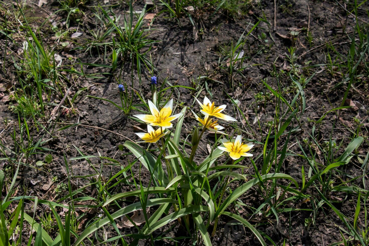 Turkestan Tulips or Tulipa Turkestanica. Delicate Spring Flowers. Abstract Floral Background. Blurred background. Close up. photo