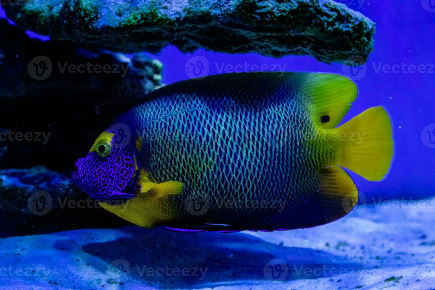 Euxiphipops xanthometopon fish photo