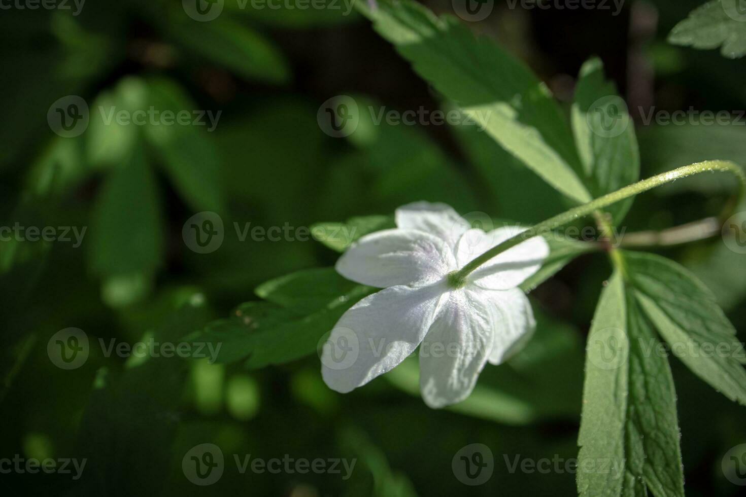 White wood anemone flower looking down with visible stem and leaves also known as windflower, thimbleweed, smell fox photo