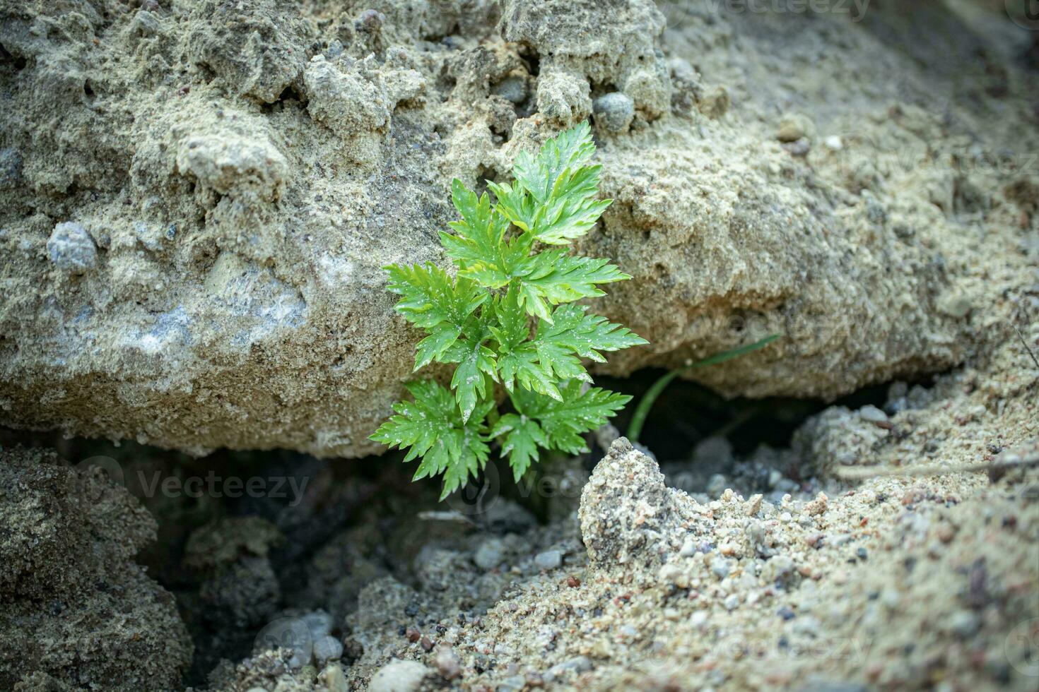 ligusticum porteros salvaje perejil ramita creciente mediante seco arenoso rock colina foto