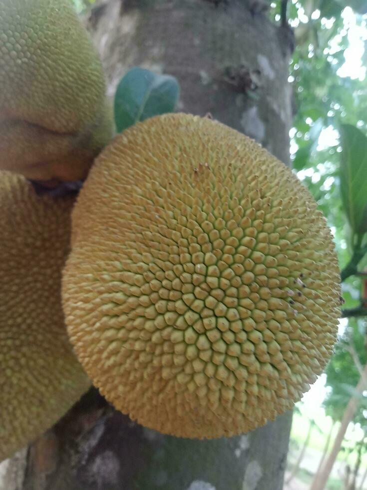 jackfruit, wallpaper, beauty nature photo