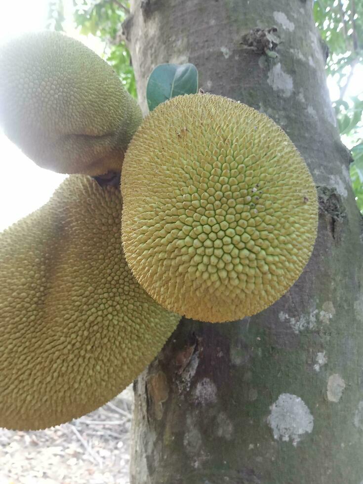 jackfruit, wallpaper, beauty nature photo