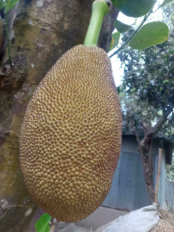 jackfruit, wallpaper, beauty nature photo