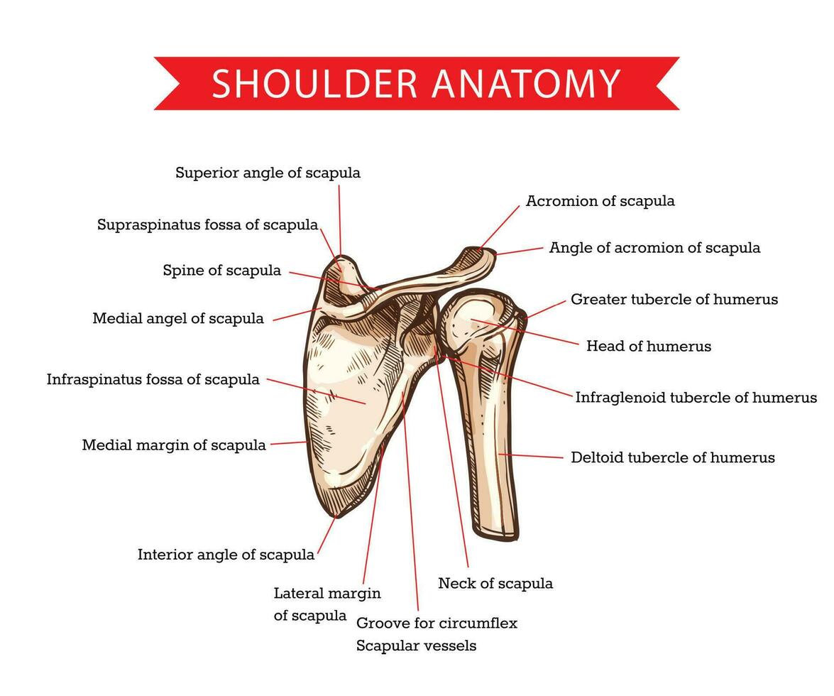 Shoulder anatomy sketch, scapula and humerus bone vector