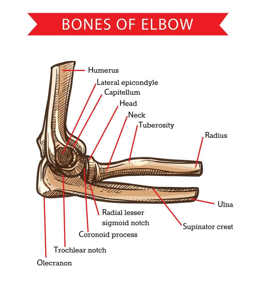 Human anatomy elbow bones, vector sketch