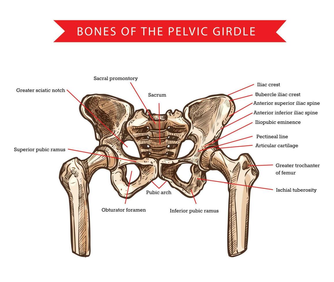 Pelvis bones, human anatomy vector sketch