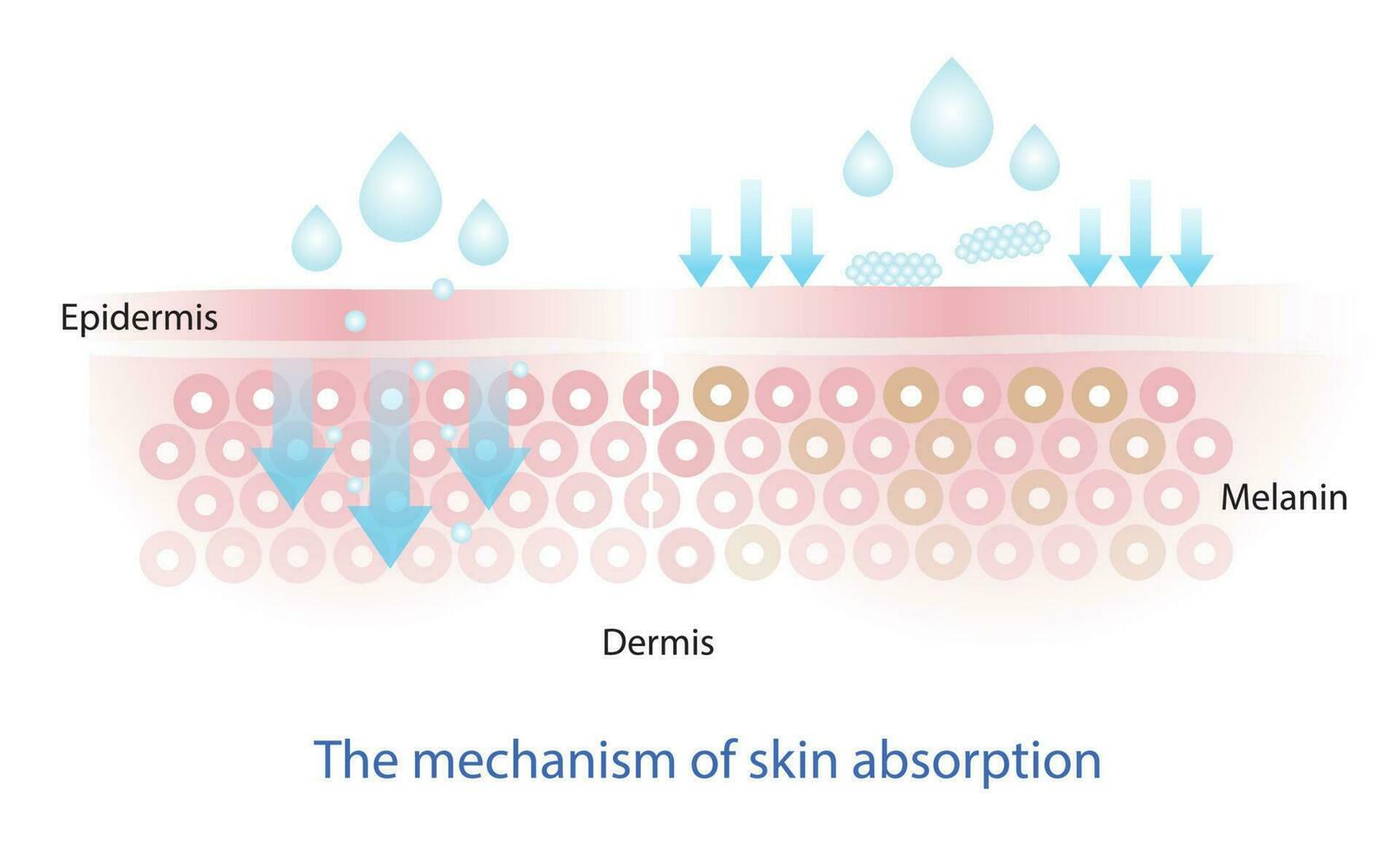 The mechanism of nutrient absorption through skin layer vector, the skincare product does not get absorbed, that does not properly penetrate into the skin layer. Infographic of skin absorption vector. vector