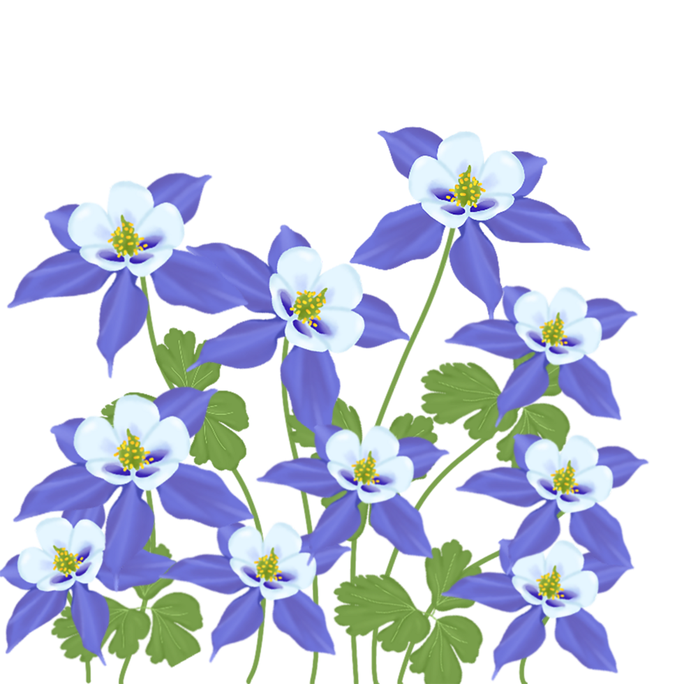 blue qauilegia flower png