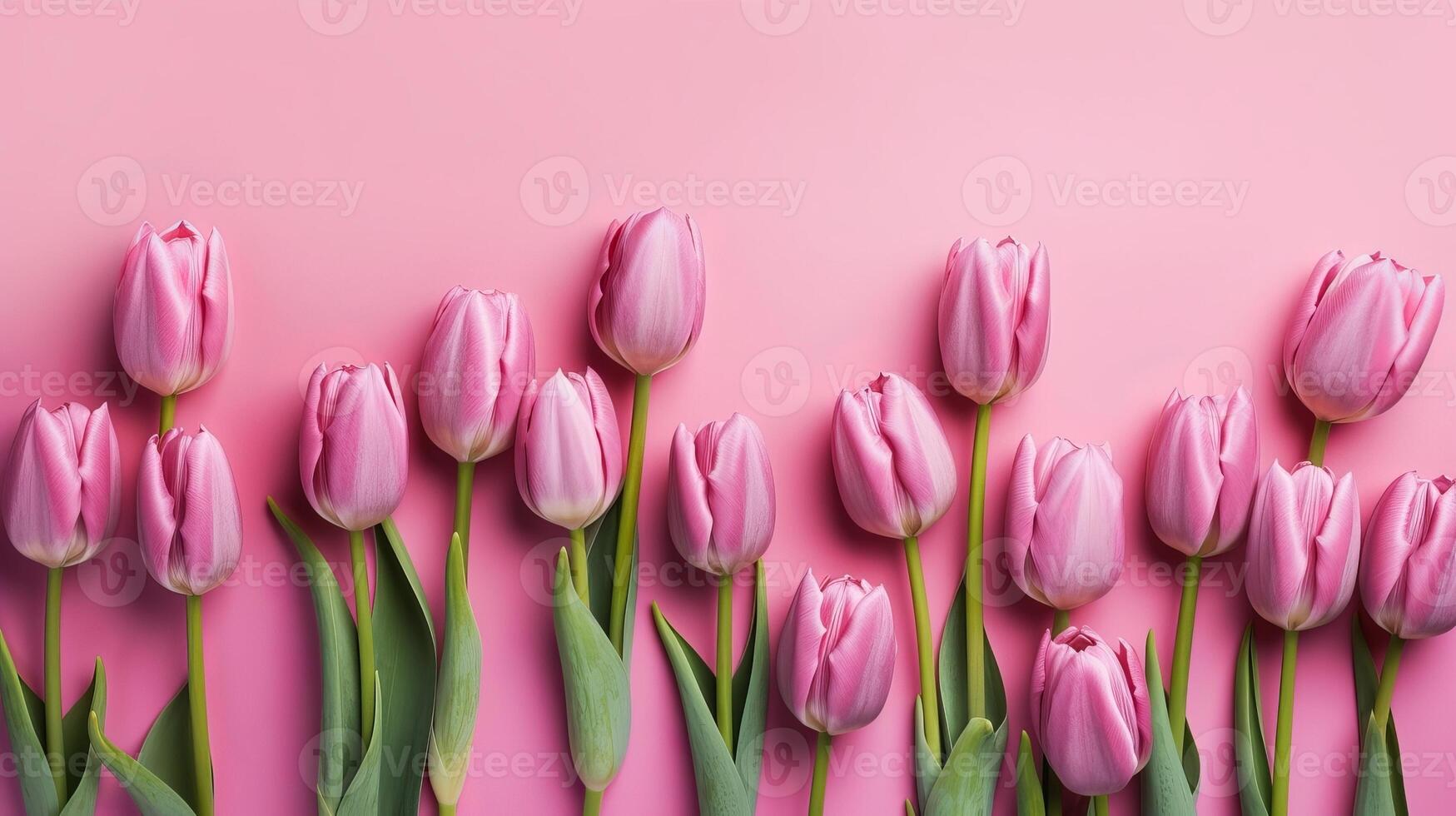 Spring tulip makes on pink foundation best see in level lay organize. photo