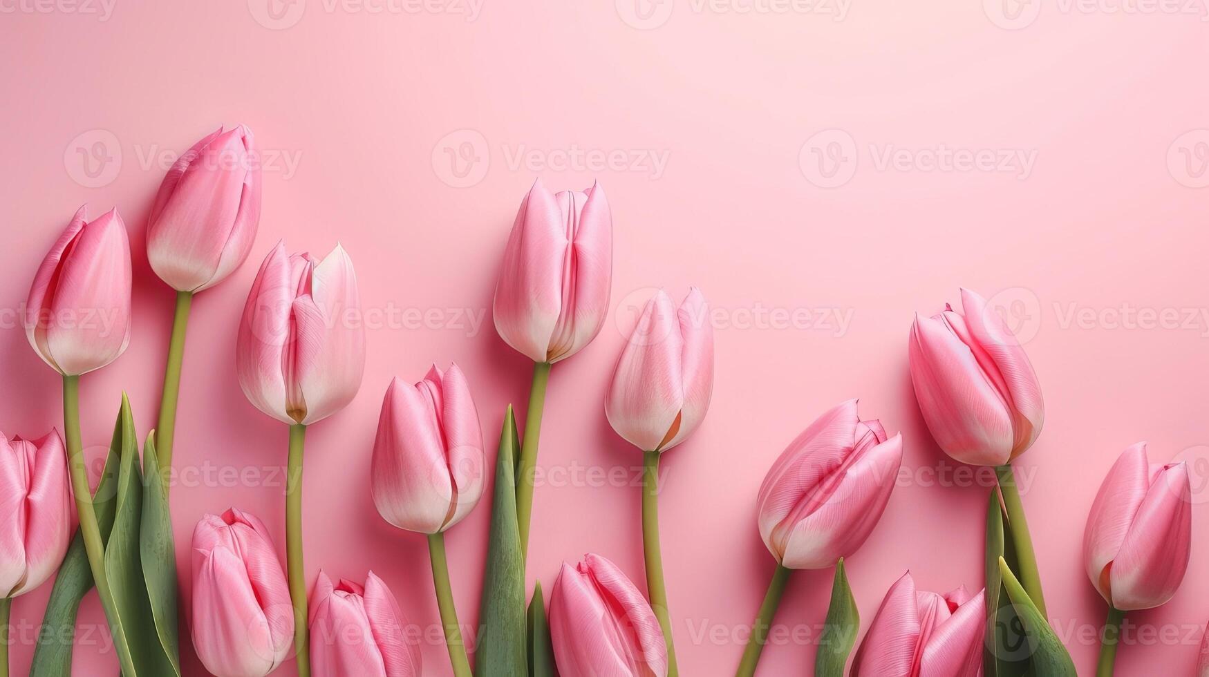 Spring tulip makes on pink establishment best see in level lay organize. photo